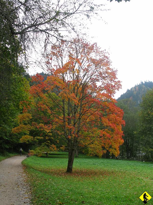 foto 029.jpg - Witam na Słowacji. Po obgadaniu kilku zupełnie nieistotnych dla naszego marnego żywota tematów ruszamy, kolory jesieni penetrują zmysł wzroku, głęboko wdzierając się w pamięć długotrwałą :) Dzisiaj jak oglądam te foty to przypominam sobie o magii kolorów w Pieninach.